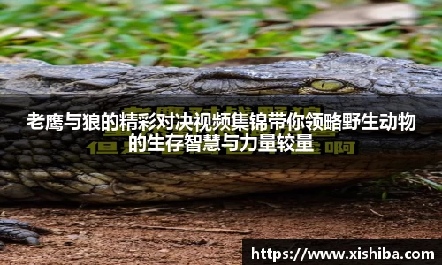 球盟会官网